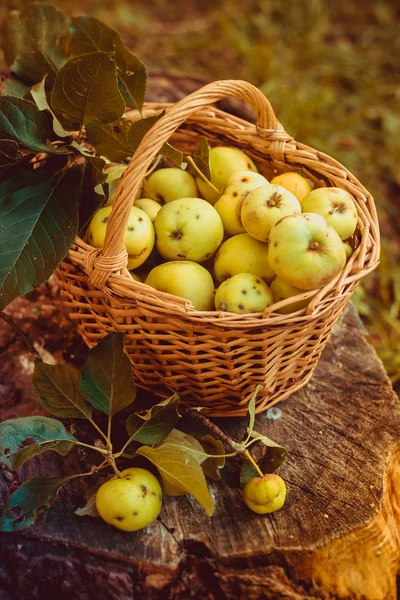 Sepet elma ile. Sonbaharda hasat. Ev yapımı elma sepeti toplanan. Sağlıklı gıda