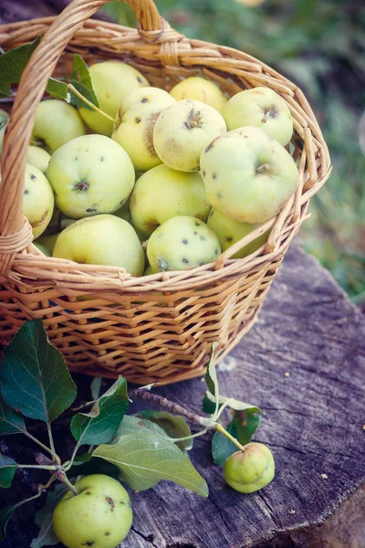Basket with apples. Autumn harvesting. Collected homemade apples in the basket. Healthy food