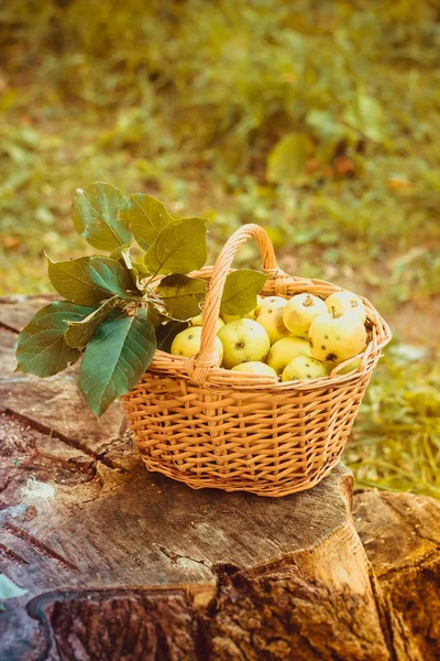 Korg Med Äpplen Höstens Skörd Insamlade Hemmagjord Äpplen Korgen Hälsosam — Stockfoto