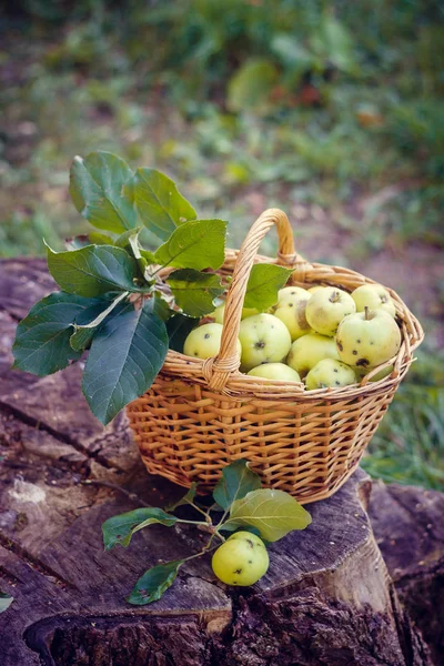 Sepet elma ile. Sonbaharda hasat. Ev yapımı elma sepeti toplanan. Sağlıklı gıda