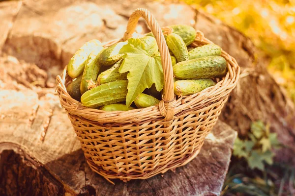 Cesta Con Pepinos Cosecha Otoño Cosecha Verano Blanco Para Invierno —  Fotos de Stock