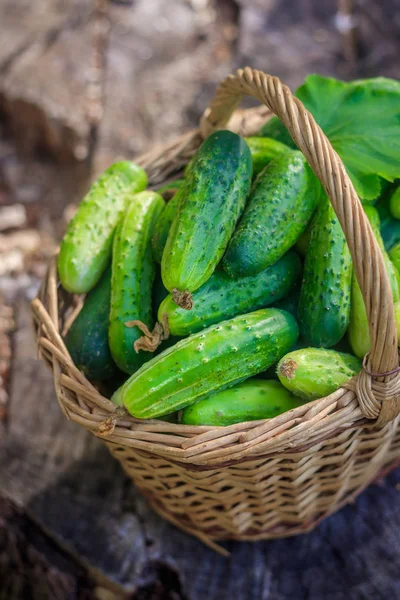 Basket Cucumbers Autumn Harvesting Summer Harvest Blanks Winter Basket Vegetables — Stock Photo, Image