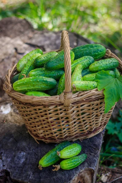 Cesta Con Pepinos Cosecha Otoño Cosecha Verano Blanco Para Invierno — Foto de Stock