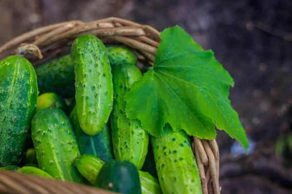 Kosár Uborka Őszi Betakarítás Nyári Aratás Üres Tél Zöldség Kosárban — Stock Fotó