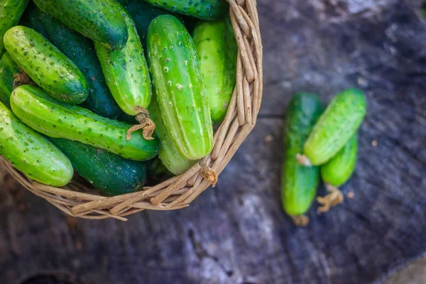 Kosár Uborka Őszi Betakarítás Nyári Aratás Üres Tél Zöldség Kosárban — Stock Fotó