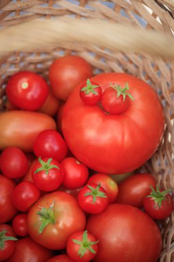 Ahşap arka plan üzerinde bir sepet domates. Sonbaharda hasat. Yaz ve sonbaharda hasat. Ev yapımı sebze. Kırmızı sebze.