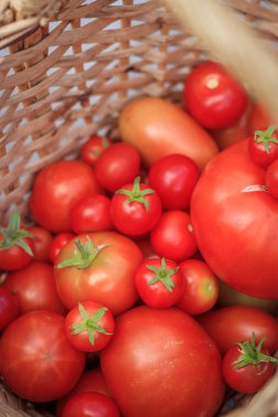 Ahşap arka plan üzerinde bir sepet domates. Sonbaharda hasat. Yaz ve sonbaharda hasat. Ev yapımı sebze. Kırmızı sebze.