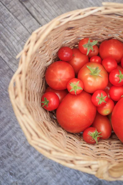 배경에서 바구니에 토마토입니다 추수입니다 여름과을에 야채입니다 — 스톡 사진
