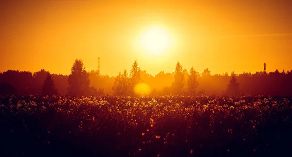 Sommerabend Sonnenuntergang Auf Einem Feld Russische Landschaften Ein Naturphänomen Orangefarbener — Stockfoto