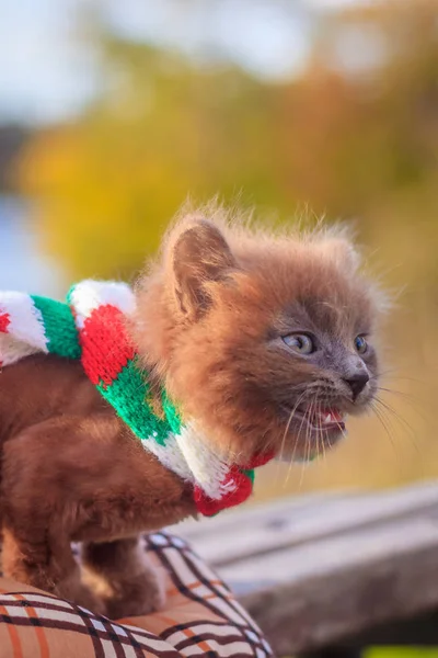 Mały Kotek Spacerze Szalikiem Kolor Kotek Jest Chodzenie Pet Jesień — Zdjęcie stockowe