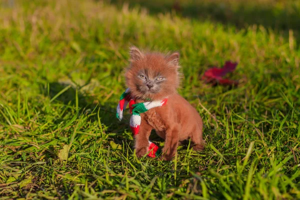 子猫の色のスカーフとの散歩に 子猫が歩いています 動物とペットボトルの秋の写真 散髪とふわふわの煙のような猫 Groommer ヘアカット猫 — ストック写真