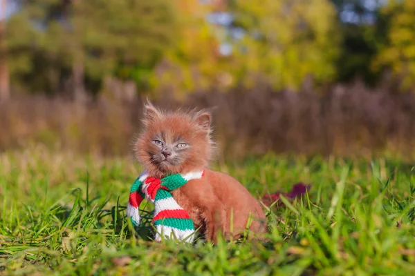 子猫の色のスカーフとの散歩に 子猫が歩いています 動物とペットボトルの秋の写真 散髪とふわふわの煙のような猫 Groommer ヘアカット猫 — ストック写真