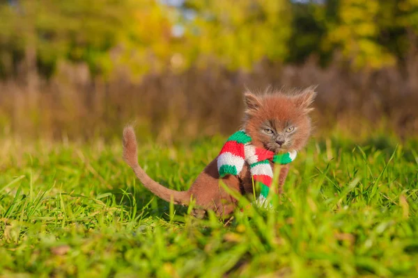 Küçük Kedi Yavrusu Bir Renk Eşarp Ile Bir Yolda Belgili — Stok fotoğraf