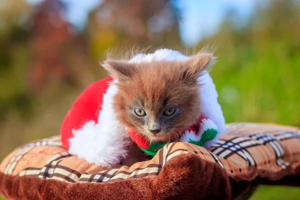 Little kitten on a walk with a color scarf and Christmas hat. The kitten is walking. Pet. Autumn photo with an animal. Fluffy smoky cat with a haircut. Groommer haircut cat.