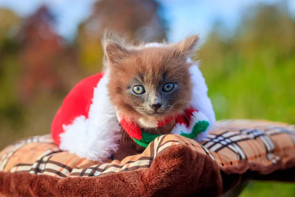 Pequeño Gatito Paseo Con Una Bufanda Color Sombrero Navidad Gatito — Foto de Stock