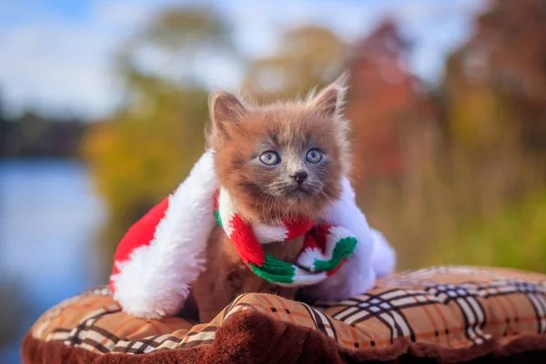 Little kitten on a walk with a color scarf and Christmas hat. The kitten is walking. Pet. Autumn photo with an animal. Fluffy smoky cat with a haircut. Groommer haircut cat.
