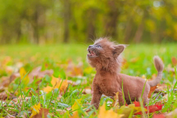 Çimenlerin üzerinde bir yolda küçük kedi yavrusu. Belgili tanımlık yavru kedi yürüyor. Bir hayvan Pet sonbahar fotoğrafı. Bir saç kesimi ile kabarık dumanlı kedi. Groommer saç kesimi kedi.