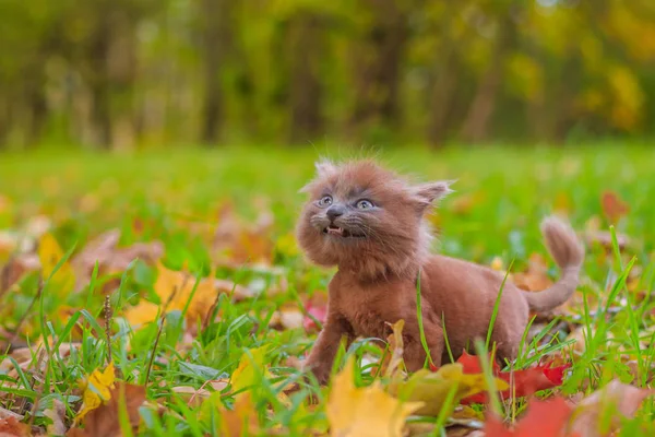 Маленький Котенок Прогулке Траве Котёнок Идёт Животное Осеннее Фото Животным — стоковое фото