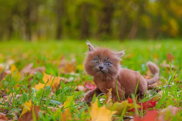 Gattino Che Cammina Sull Erba Gattino Sta Camminando Animale Domestico — Foto Stock