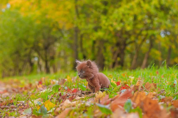 Pequeño Gatito Paseo Por Hierba Gatito Está Caminando Mascota Foto — Foto de Stock