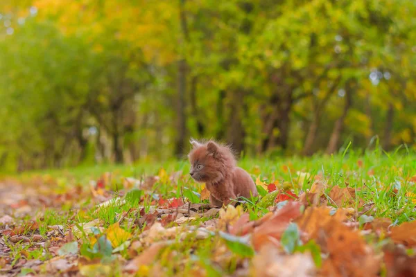 Little Kitten Walk Grass Kitten Walking Pet Autumn Photo Animal — Stock Photo, Image