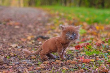 Çimenlerin üzerinde bir yolda küçük kedi yavrusu. Belgili tanımlık yavru kedi yürüyor. Bir hayvan Pet sonbahar fotoğrafı. Bir saç kesimi ile kabarık dumanlı kedi. Groommer saç kesimi kedi.