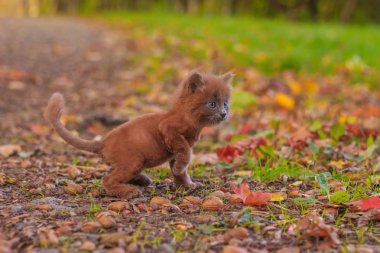 Çimenlerin üzerinde bir yolda küçük kedi yavrusu. Belgili tanımlık yavru kedi yürüyor. Bir hayvan Pet sonbahar fotoğrafı. Bir saç kesimi ile kabarık dumanlı kedi. Groommer saç kesimi kedi.