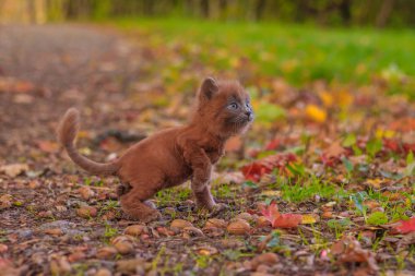 Çimenlerin üzerinde bir yolda küçük kedi yavrusu. Belgili tanımlık yavru kedi yürüyor. Evde beslenen hayvan. Bir saç kesimi ile kabarık dumanlı kedi. Groommer saç kesimi kedi.