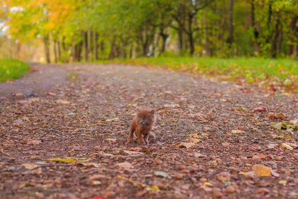 Little Kitten Walk Path Kitten Walking Pet Autumn Photo Animal — Stock Photo, Image