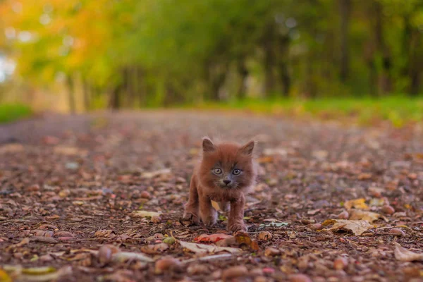 Pequeño Gatito Paseo Por Camino Gatito Está Caminando Mascota Foto — Foto de Stock