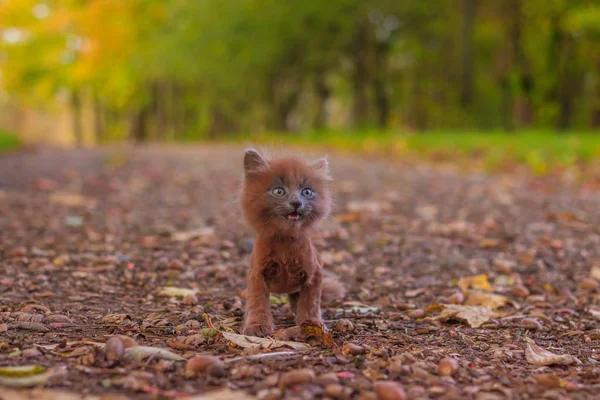 Little Kitten Walk Path Kitten Walking Pet Autumn Photo Animal — Stock Photo, Image