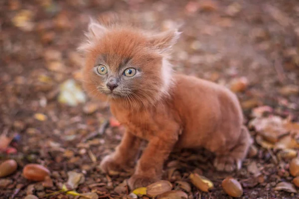 Little kitten on a walk on the path. The kitten is walking. Pet. Autumn photo with an animal. Fluffy smoky cat with a haircut. Groommer haircut cat.