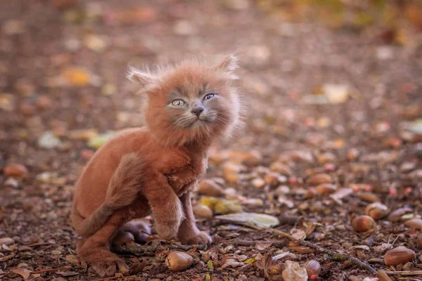 Bir Yürüyüş Yolu Üzerindeki Küçük Kedi Yavrusu Belgili Tanımlık Yavru — Stok fotoğraf