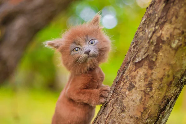 Little Kitten Sitting Tree Kitten Walking Pet Autumn Photo Animal — Stock Photo, Image