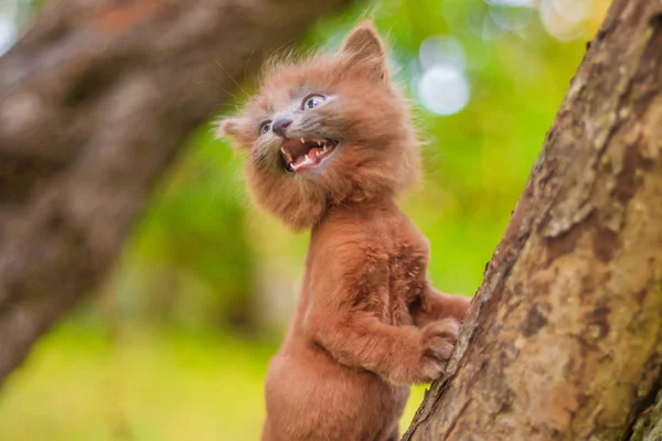 Malé Kotě Sedící Stromě Kotě Chůze Pet Podzim Foto Zvířetem — Stock fotografie