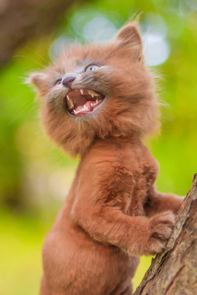 Mały Kotek Siedzi Drzewie Kotek Jest Chodzenie Pet Jesień Zdjęcie — Zdjęcie stockowe