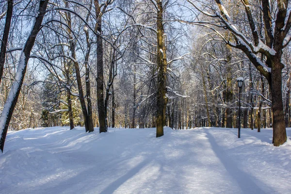 Manhã Inverno Paisagem Gelada Parque Paisagem Inverno Gelo Severo Árvores — Fotografia de Stock