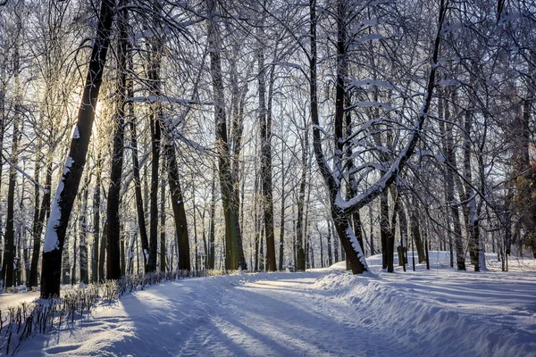 Morgen Winter Frostige Landschaft Park Winterlandschaft Strenger Frost Verschneite Bäume — Stockfoto