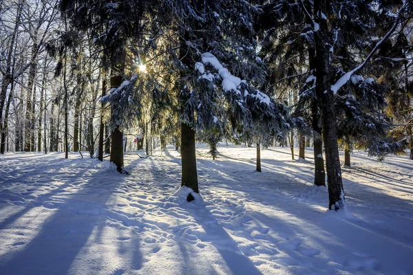 Morgen Winter Frostige Landschaft Park Winterlandschaft Strenger Frost Verschneite Bäume — Stockfoto