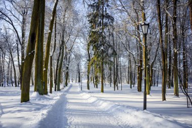 Sabah kış soğuk Peyzaj Park. Kış manzarası. Şiddetli frost, karlı ağaçların, güneşli havalarda. Güzel kış Mevsimlik arka plan. Kış frost Park
