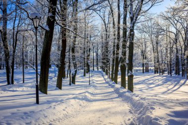 Sabah kış soğuk Peyzaj Park. Kış manzarası. Şiddetli frost, karlı ağaçların, güneşli havalarda. Güzel kış Mevsimlik arka plan. Kış frost Park