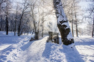 Sabah kış soğuk Peyzaj Park. Kış manzarası. Şiddetli frost, karlı ağaçların, güneşli havalarda. Güzel kış Mevsimlik arka plan. Kış frost Park