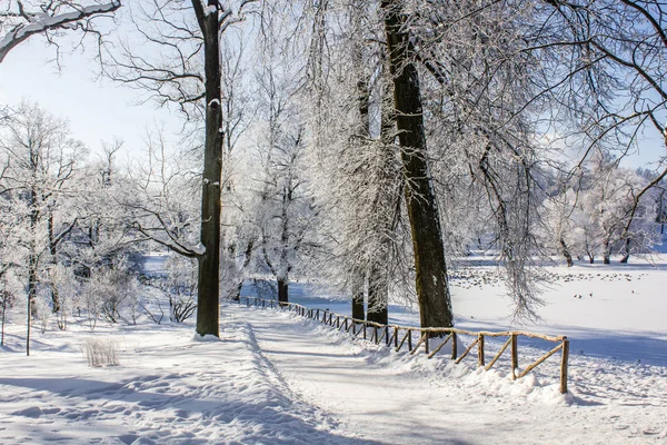 Manhã Inverno Paisagem Gelada Parque Paisagem Inverno Gelo Severo Árvores — Fotografia de Stock