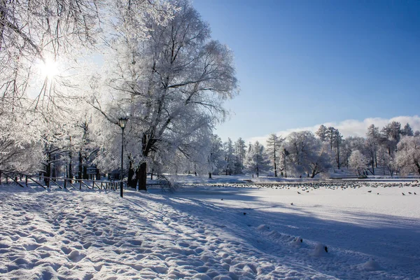 Manhã Inverno Paisagem Gelada Parque Paisagem Inverno Gelo Severo Árvores — Fotografia de Stock