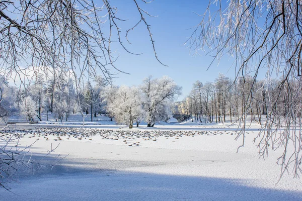 Morning Winter Frosty Landscape Park Winter Landscape Severe Frost Snowy — Stock Photo, Image