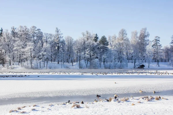 Morning Winter Frosty Landscape Park Winter Landscape Severe Frost Snowy — Stock Photo, Image