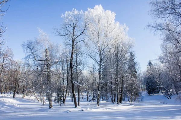 공원에서 아침 겨울 서리가 내린 풍경입니다. 겨울 풍경입니다. 가혹한 서 리, 눈 덮인 나무, 맑은 날씨입니다. 아름 다운 겨울 계절 배경. — 스톡 사진