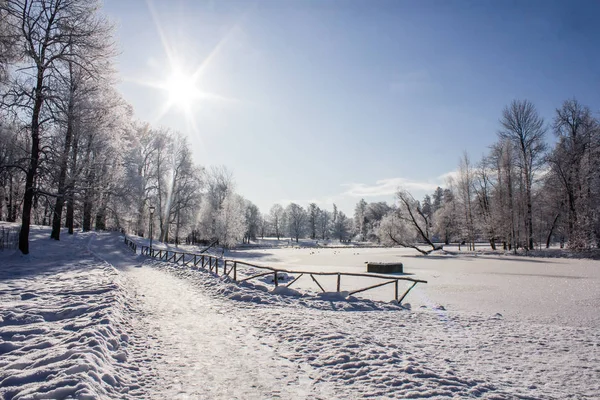 公園で朝冬凍るような風景です 冬の風景 厳しい霜 雪に覆われた木 日当たりの良い天気 美しい冬の季節背景 公園の中の冬霜 ストックフォト