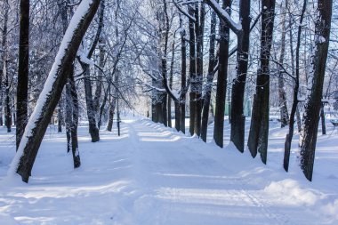 Sabah kış soğuk Peyzaj Park. Kış manzarası. Şiddetli frost, karlı ağaçların, güneşli havalarda. Güzel kış Mevsimlik arka plan.