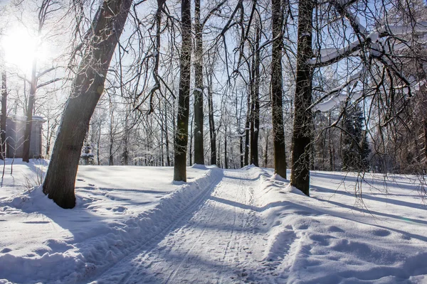 Manhã inverno paisagem gelada no parque. Paisagem de inverno. Gelo severo, árvores nevadas, tempo ensolarado. Belo inverno sazonal fundo . — Fotografia de Stock
